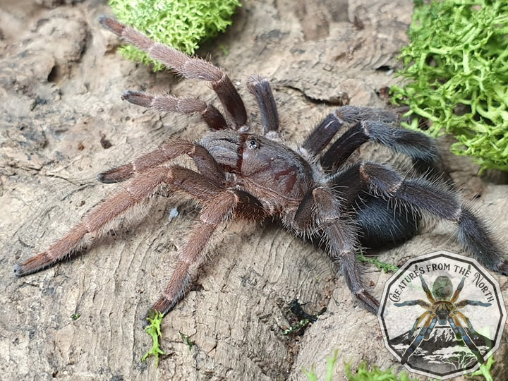 Lyrognathus gianisposatoi / Sumatran stout leg 1fh (1cm)