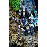 Poecilotheria formosa / Salem ornamental  2fh  2-3cm