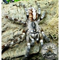 Poecilotheria regalis / Indian Ornamental  4fh 3-4cm   CITES   FOR UK  ONLY