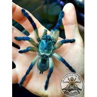 Monocentropus balfouri / Socotra Island Blue Baboon  2-4 cm COMMUNAL 5x !