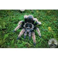 CITES  Brachypelma + Poecilotheria FOR ALL UK CUSTOMERS ONLY!!