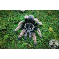 Brachypelma klaasi /Mexican pink 4fh  (2-3cm)   NON UK!!