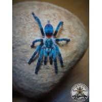 Dolichothele diamantinensis / Brazilian Dwarf Blue Beauty  2fh 1