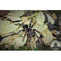 Megaphobema mesomelas / Costa Rican redleg 2fh   (1-2cm)