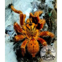 Pterinochilus murinus / Orange Baboon Tarantula (O.B.T)  2-3cm BODY FEMALE (DC)   [F]