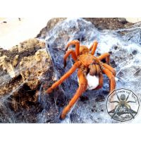 Orphnaecus philippinus / Philippine tangerin 8fh   (4-6cm)