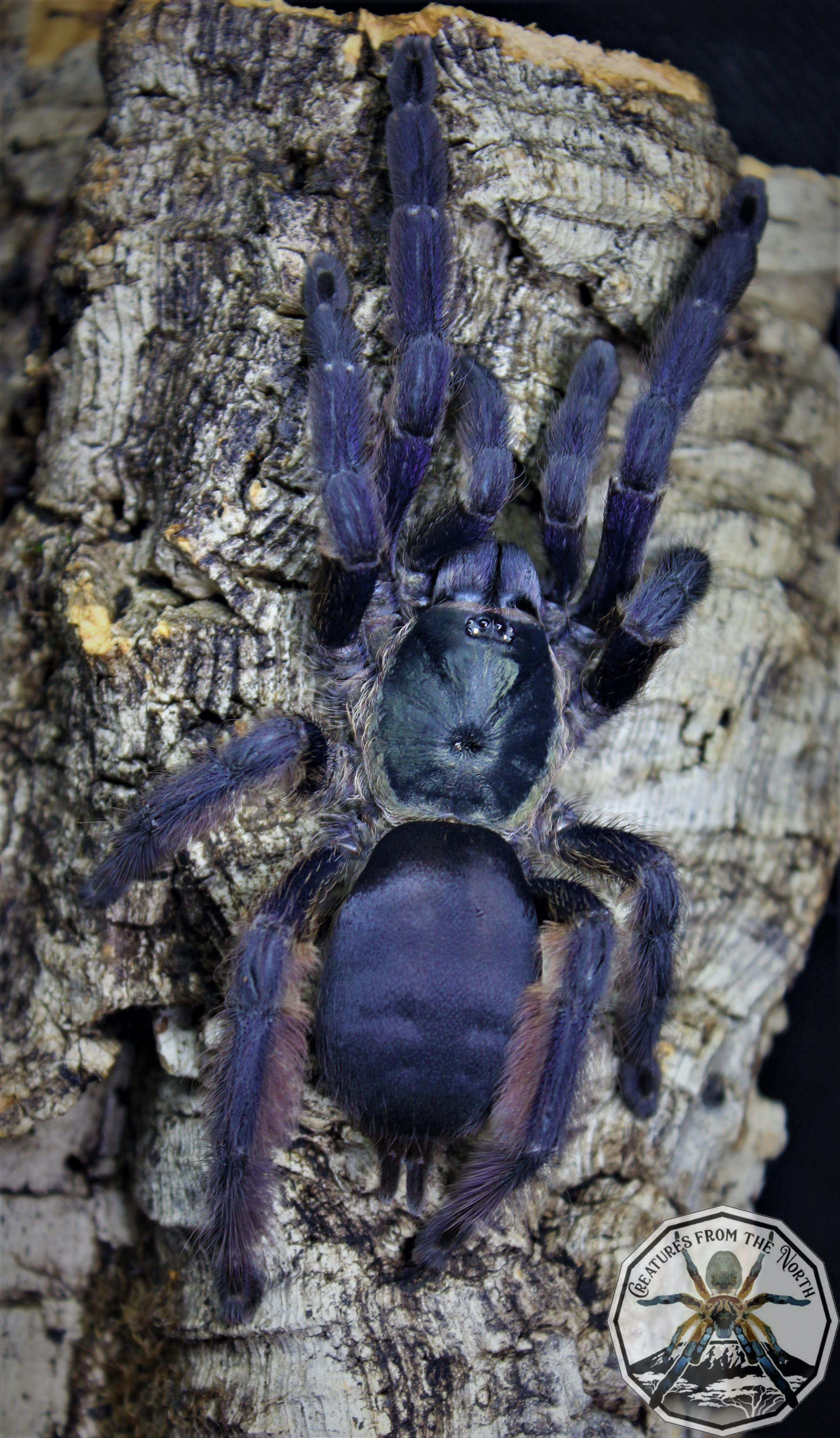 purple tree tarantula