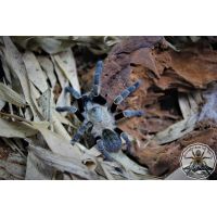 Ornithoctonus costalis  ADULT   [AF]