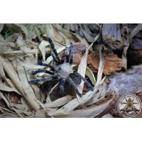 Ornithoctonus costalis  ADULT   [AF]