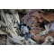 Ornithoctonus costalis  ADULT   [AF]