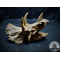 Triceratops scull