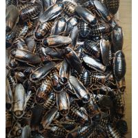 Dubia roaches BOX STARTER COLONY BOX 500ML TOP (females+males) ADULT  AND YOUNG ONES 