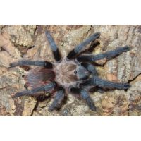 Aphonopelma hentzi / Texas brown tarantula 2fh  (1cm)
