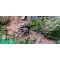 Aphonopelma armada / Texas black spot  tarantula 2fh  (1cm)  NEW IN HOBBY